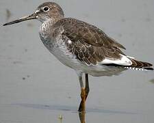 Common Redshank