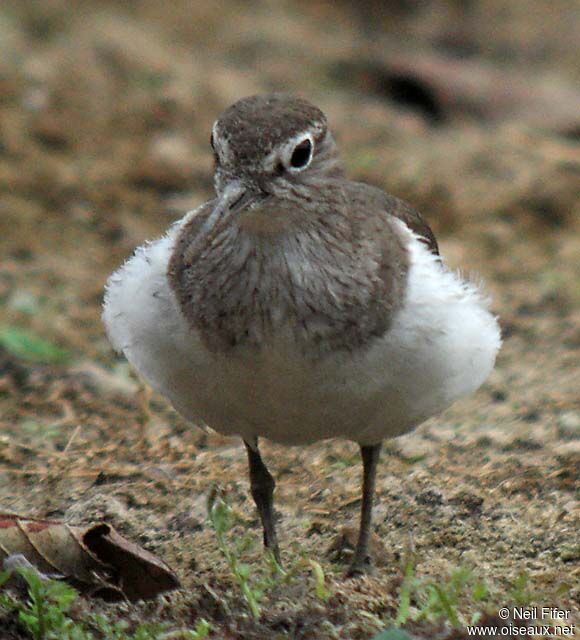 Common Sandpiper