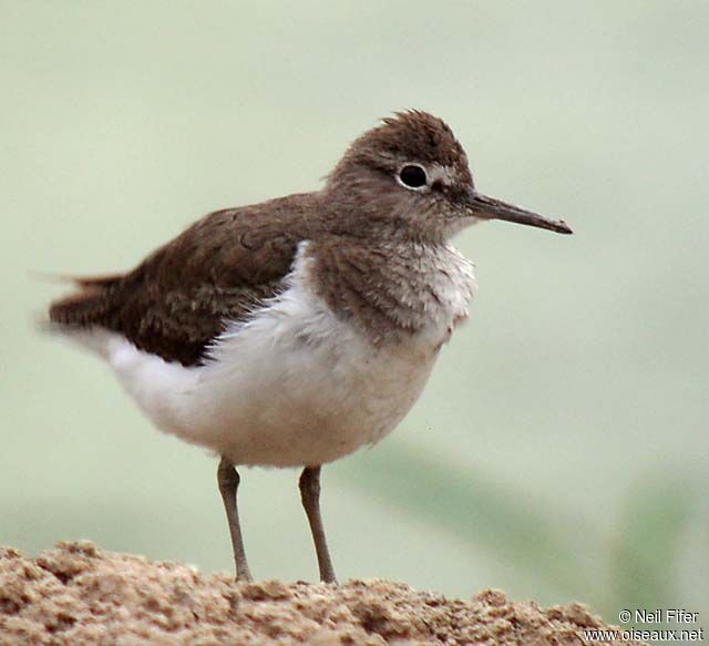 Common Sandpiper