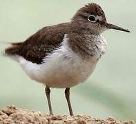 Common Sandpiper