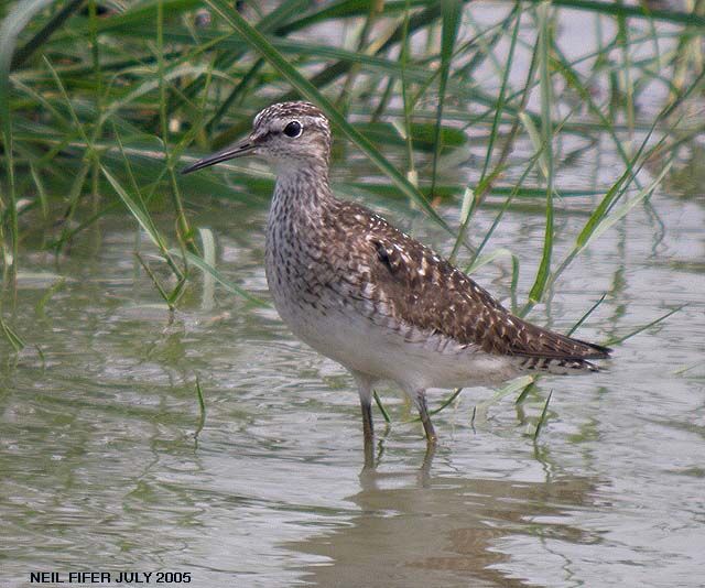 Wood Sandpiper