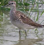 Wood Sandpiper