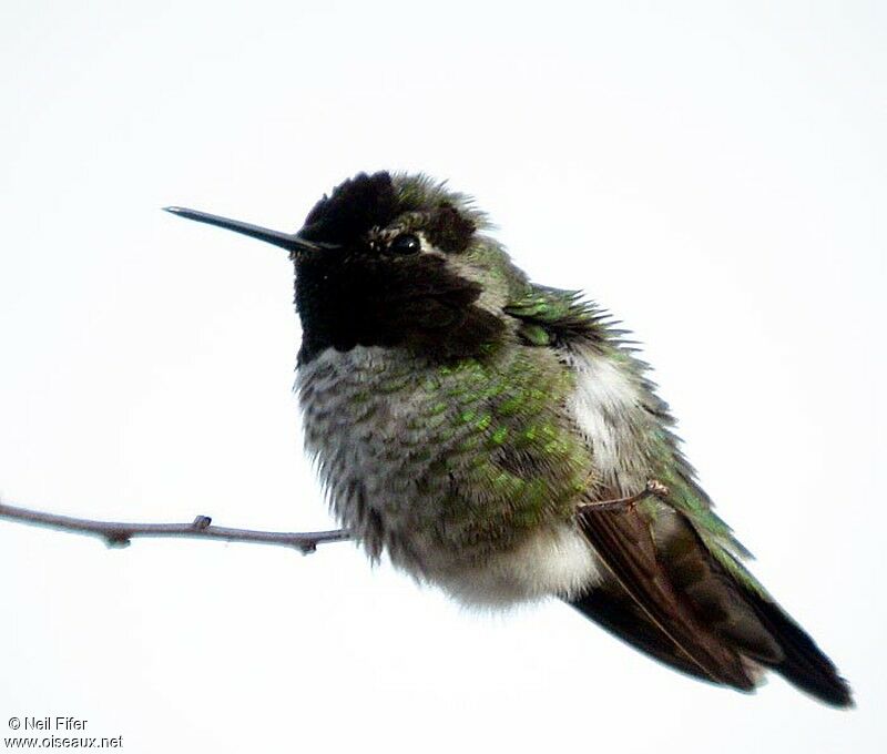 Colibri d'Anna