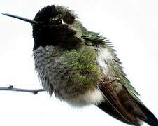 Anna's Hummingbird