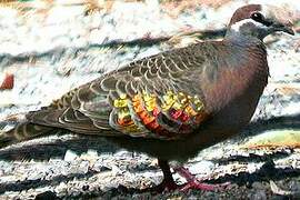 Common Bronzewing