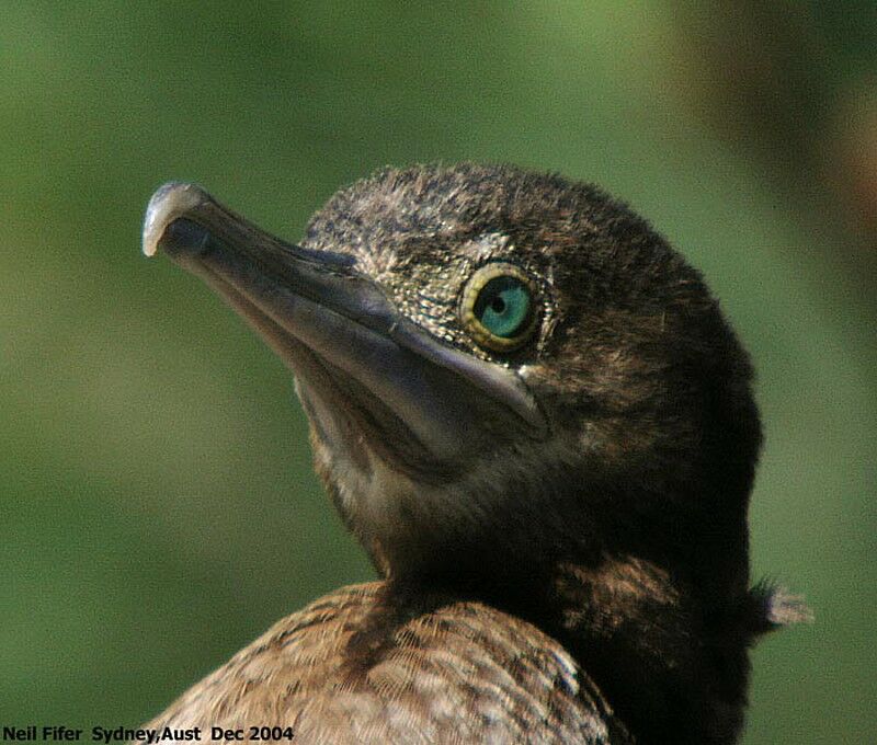 Little Black Cormorant