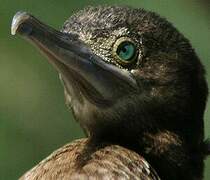 Little Black Cormorant