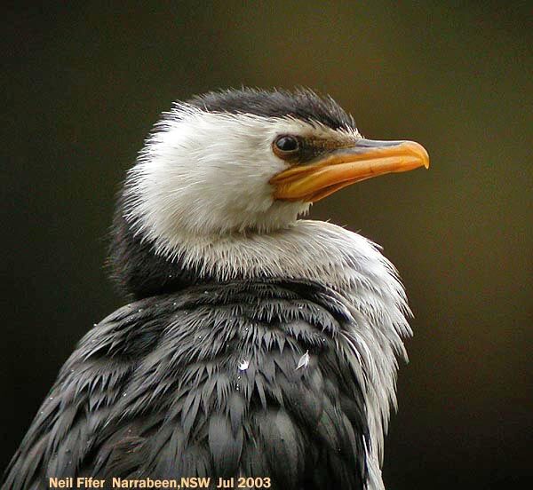 Little Pied Cormorant