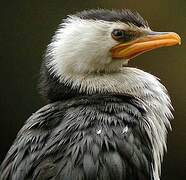 Little Pied Cormorant