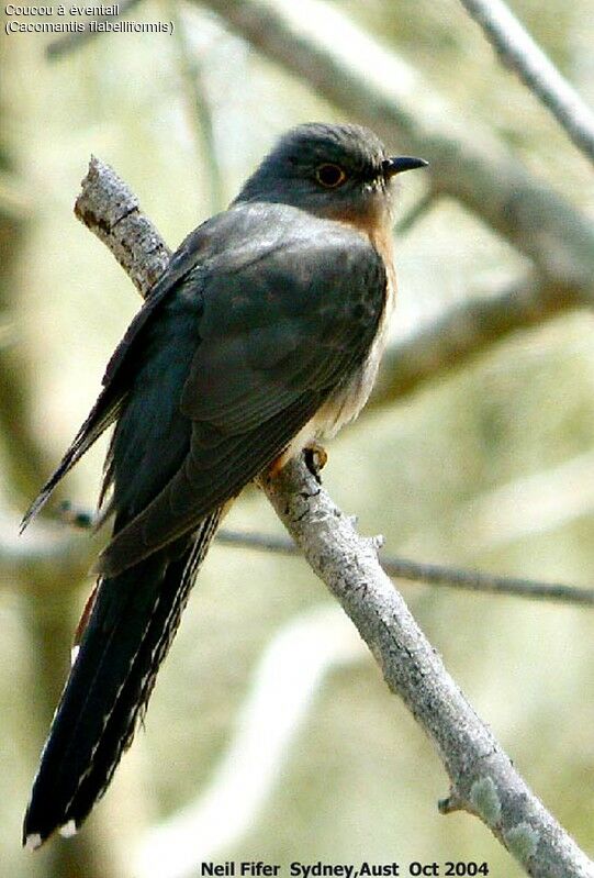 Fan-tailed Cuckoo