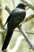 Fan-tailed Cuckoo