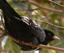 Asian Koel