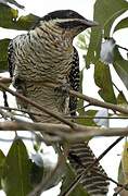 Asian Koel