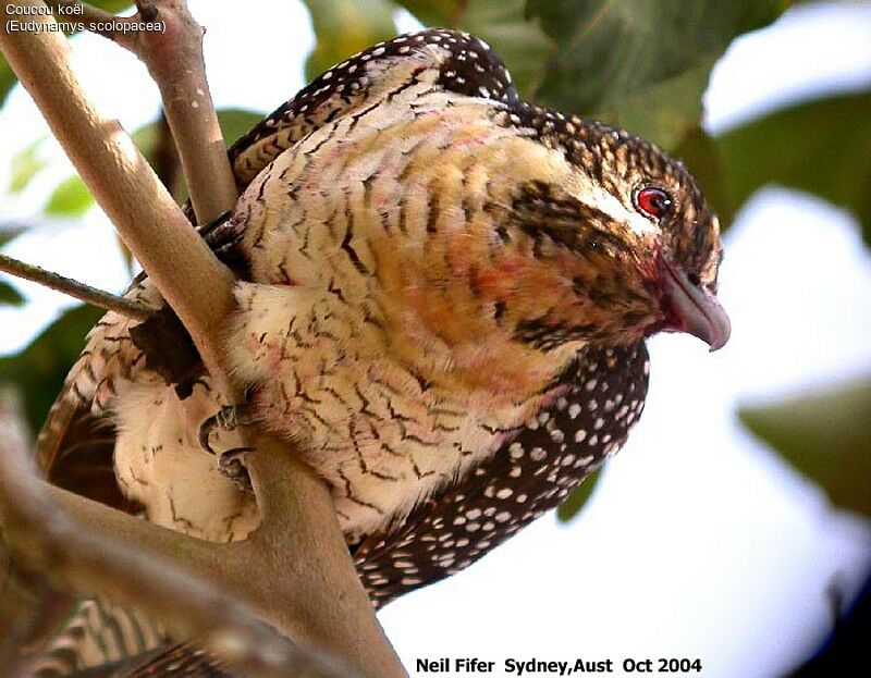 Asian Koel