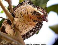 Asian Koel