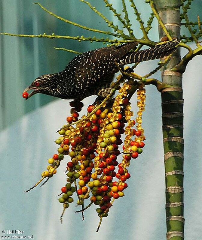 Asian Koel