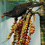 Asian Koel