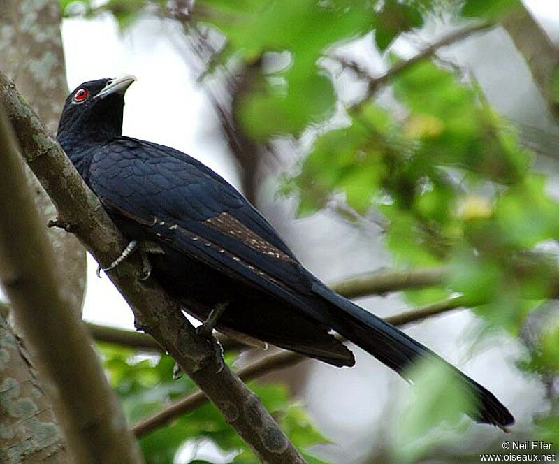 Asian Koel