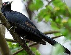 Asian Koel