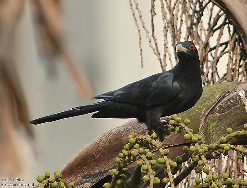 Asian Koel