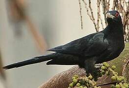 Asian Koel