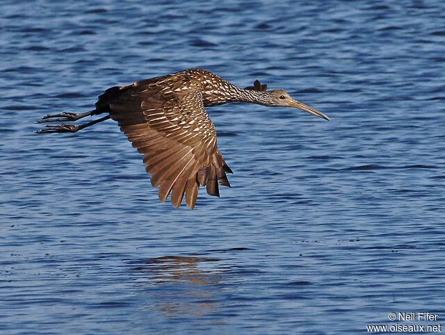 Limpkin