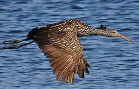 Limpkin