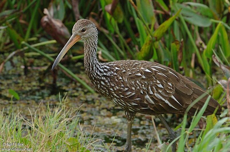 Limpkin