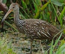 Limpkin