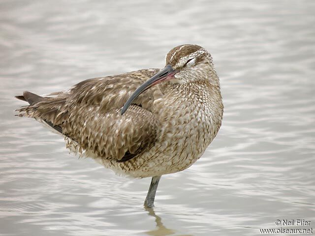 Eurasian Curlew