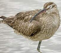 Eurasian Curlew