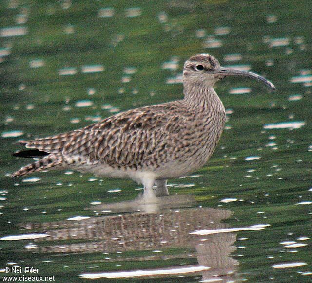 Whimbrel