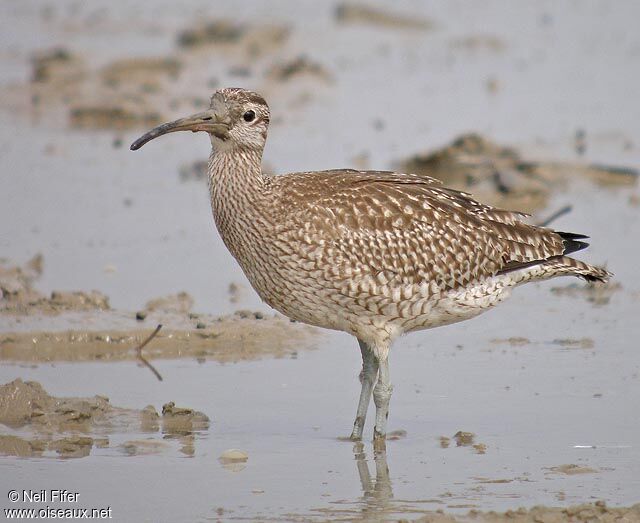 Eurasian Whimbrel