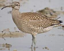 Eurasian Whimbrel