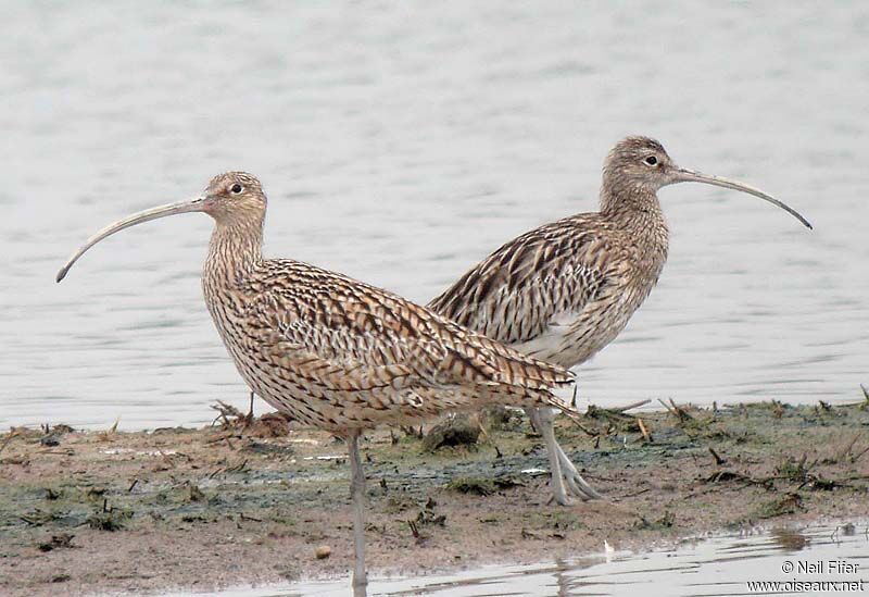 Far Eastern Curlew