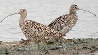 Far Eastern Curlew