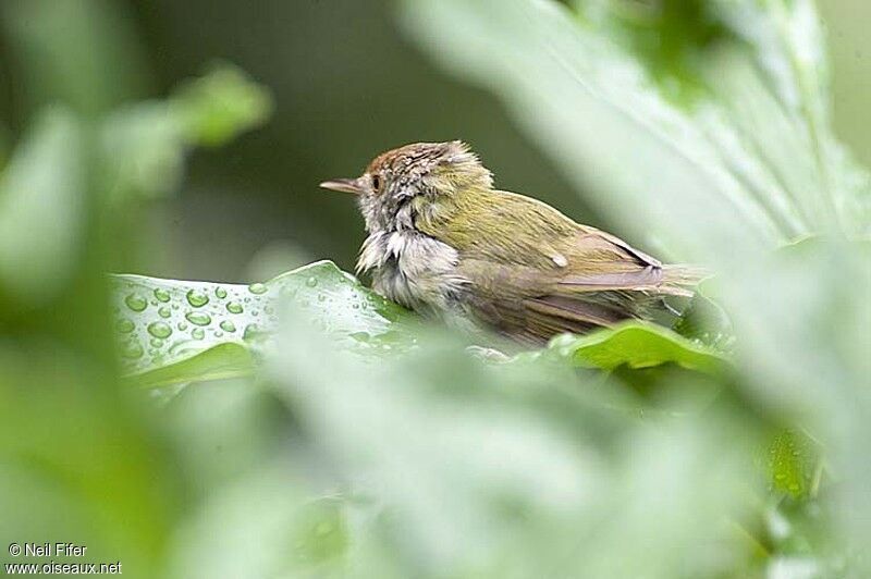 Common Tailorbird