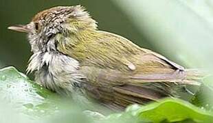 Common Tailorbird