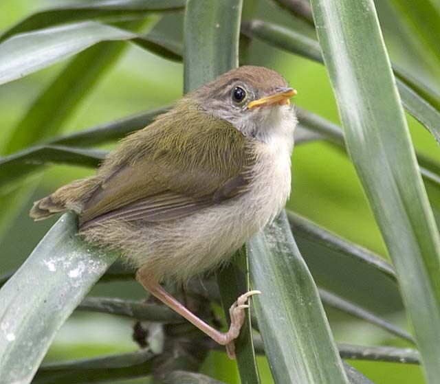 Common Tailorbird