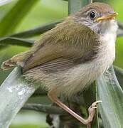 Common Tailorbird