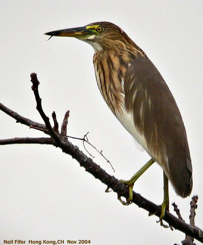 Chinese Pond Heron