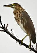 Chinese Pond Heron