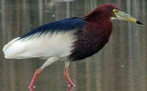 Chinese Pond Heron