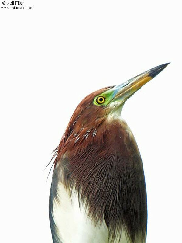 Chinese Pond Heron