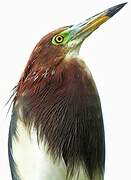 Chinese Pond Heron