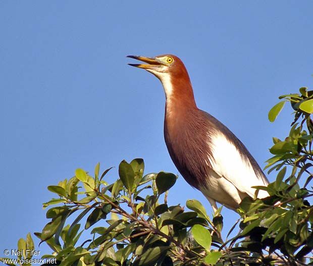 Chinese Pond Heron