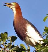 Chinese Pond Heron