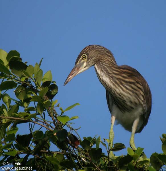 Chinese Pond Heron