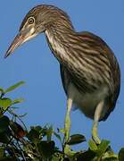 Chinese Pond Heron