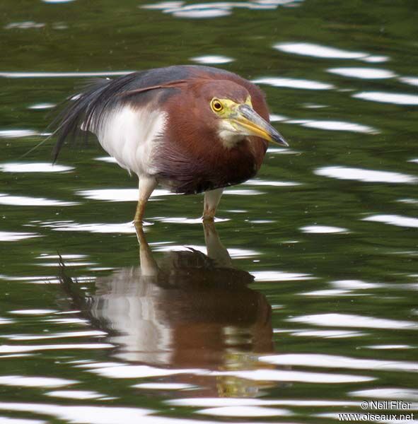 Chinese Pond Heron